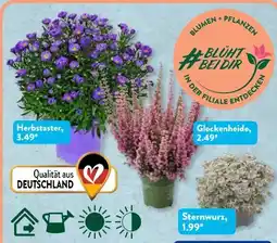 Aldi Süd Gardenline Herbstpflanze Angebot