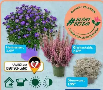 Aldi Süd Gardenline Herbstpflanze Angebot