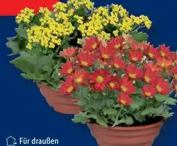 Lidl Blühpflanzen Angebot