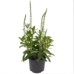 toom Baumarkt Toom Herbstpflanzen-Mix Angebot