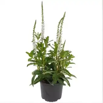 toom Baumarkt Toom Herbstpflanzen-Mix Angebot