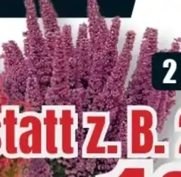 B1 Discount Baumarkt Glockenheide Beauty Queens Angebot