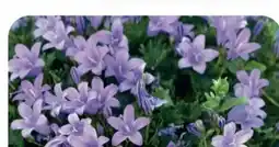 B1 Discount Baumarkt Glockenblume Campanula Angebot