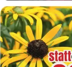B1 Discount Baumarkt Rudbeckia Sonnenhut Angebot