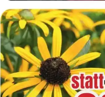 B1 Discount Baumarkt Rudbeckia Sonnenhut Angebot