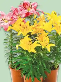 NETTO Asiatische Lilien Angebot