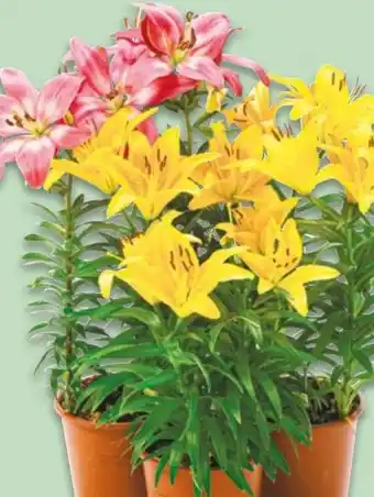 NETTO Asiatische Lilien Angebot