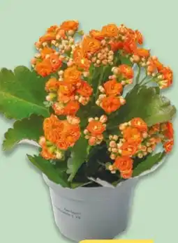 NETTO Kalanchoe Angebot
