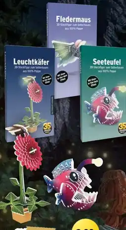 NETTO Ozeanien 11 Pappfigur Angebot