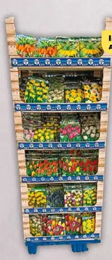 NETTO Herbst-Blumenzwiebeln Angebot