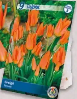 NETTO Tulpen Angebot