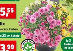 Thomas Philipps Chrysanthemen mix Angebot