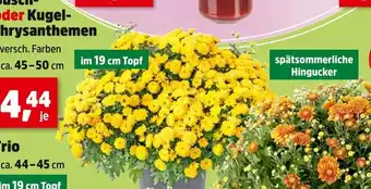 Thomas Philipps Rustikaler kugel-chrysanthemen Angebot