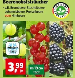 Thomas Philipps Beerenobststräucher brombeere Angebot
