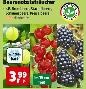 Thomas Philipps Beerenobststräucher brombeere Angebot