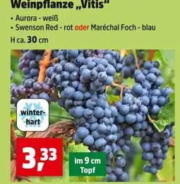 Thomas Philipps Weinpflanze vitis aurora Angebot