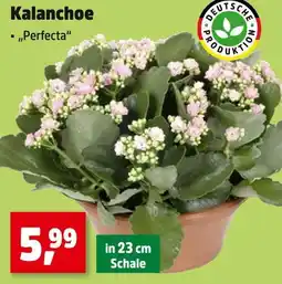 Thomas Philipps Kalanchoe 'perfecta' Angebot