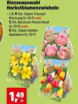 Thomas Philipps Tulpen triumph mischung Angebot