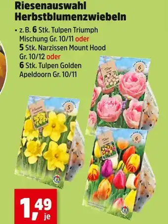Thomas Philipps Tulpen triumph mischung Angebot