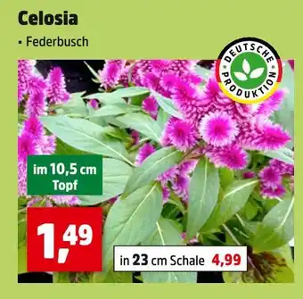Thomas Philipps Celosia federbusch Angebot