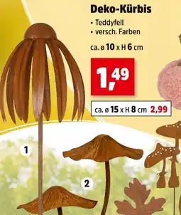 Thomas Philipps Deko-kürbis Angebot