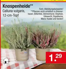 Zimmermann Knospenheide Angebot