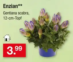 Zimmermann Enzian Angebot