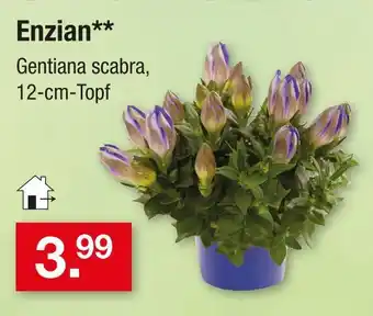 Zimmermann Enzian Angebot