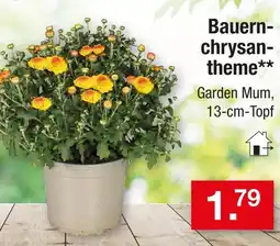 Zimmermann Bauernchrysantheme Angebot