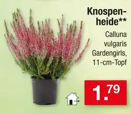 Zimmermann Knospenheide Angebot