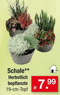 Zimmermann Schale Angebot