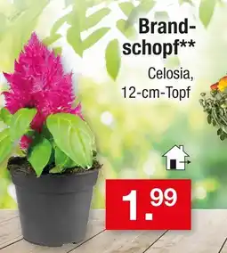 Zimmermann Brandschopf celosia Angebot