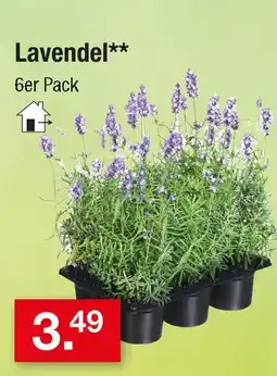 Zimmermann Lavendel Angebot