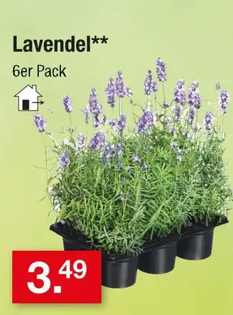 Zimmermann Lavendel Angebot
