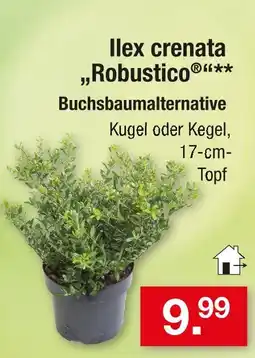 Zimmermann Ilex crenata 'robustico' kugel Angebot