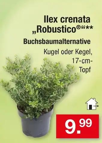 Zimmermann Ilex crenata 'robustico' kugel Angebot
