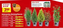 toom Baumarkt Immergrüne heckenpflanzen Angebot