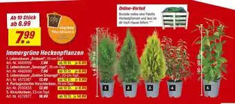 toom Baumarkt Immergrüne heckenpflanzen Angebot