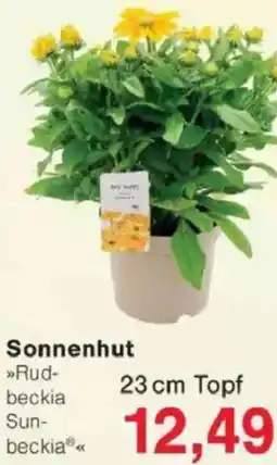 Jawoll Sonnenhut Angebot