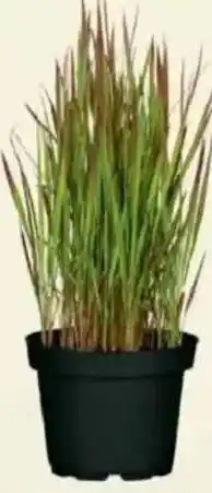 Jawoll Japanisches Blutgras Angebot