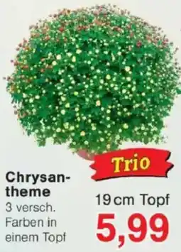 Jawoll Chrysantheme Angebot