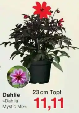 Jawoll Dahlie Angebot