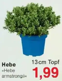 Jawoll Hebe Angebot