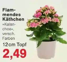Jawoll Flammendes Käthchen Angebot