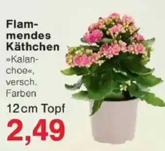 Jawoll Flammendes Käthchen Angebot