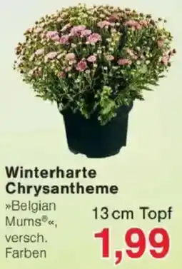 Jawoll Winterharte Chrysantheme Angebot