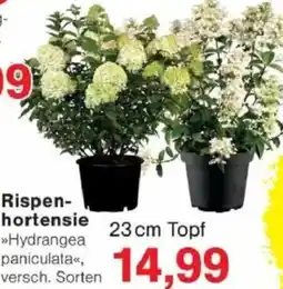 Jawoll Rispenhortensie Angebot
