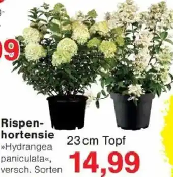 Jawoll Rispenhortensie Angebot