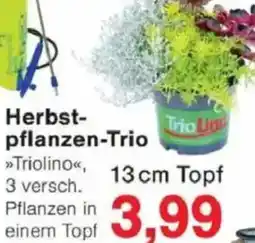 Jawoll Herbstpflanzen-Trio Angebot