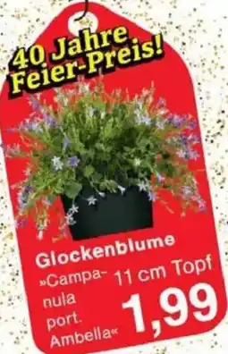 Jawoll Glockenblume Angebot